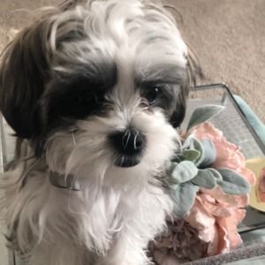 Meet your Posher, Cortney